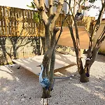 L'oiseau Du Paradis - & Apartman